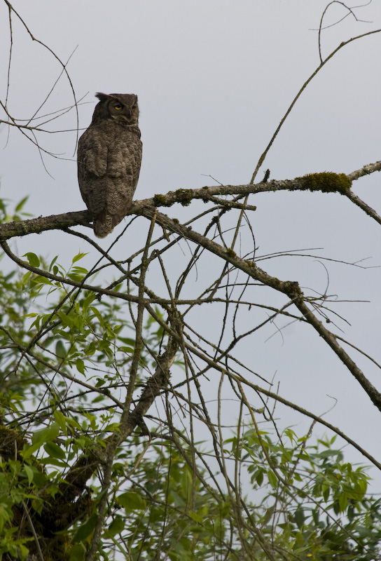 Great Horned Owl